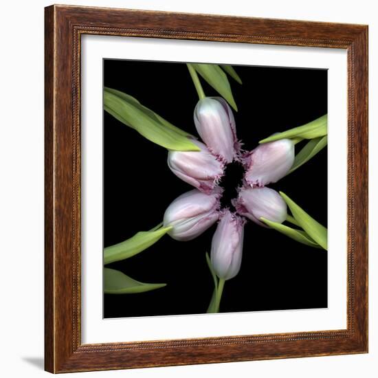 Pink Tulips In Circle-Magda Indigo-Framed Photographic Print