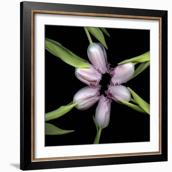 Pink Tulips In Circle-Magda Indigo-Framed Photographic Print