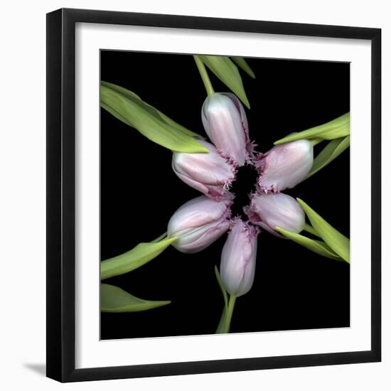 Pink Tulips In Circle-Magda Indigo-Framed Photographic Print