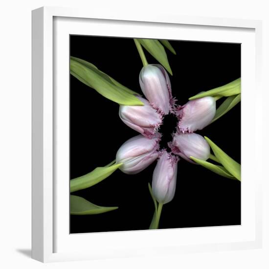 Pink Tulips In Circle-Magda Indigo-Framed Photographic Print