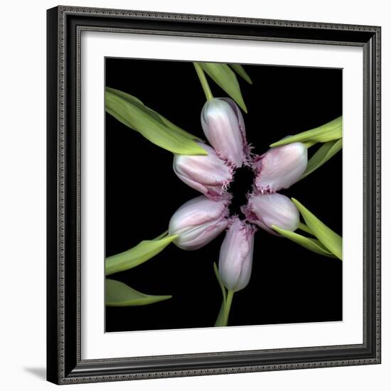 Pink Tulips In Circle-Magda Indigo-Framed Photographic Print