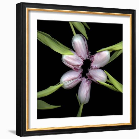 Pink Tulips In Circle-Magda Indigo-Framed Photographic Print