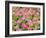 Pink tulips intermixed with forget-me-nots-Sylvia Gulin-Framed Photographic Print