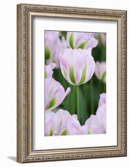 Pink Tulips, Keukenhof Garders, Lisse, Holland-Jaynes Gallery-Framed Photographic Print