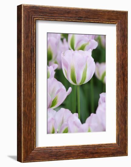 Pink Tulips, Keukenhof Garders, Lisse, Holland-Jaynes Gallery-Framed Photographic Print