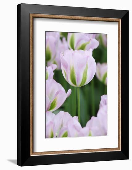 Pink Tulips, Keukenhof Garders, Lisse, Holland-Jaynes Gallery-Framed Photographic Print