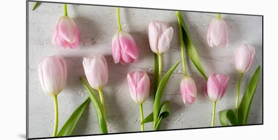 Pink Tulips on a White Background Horizontal-Denis Karpenkov-Mounted Photographic Print