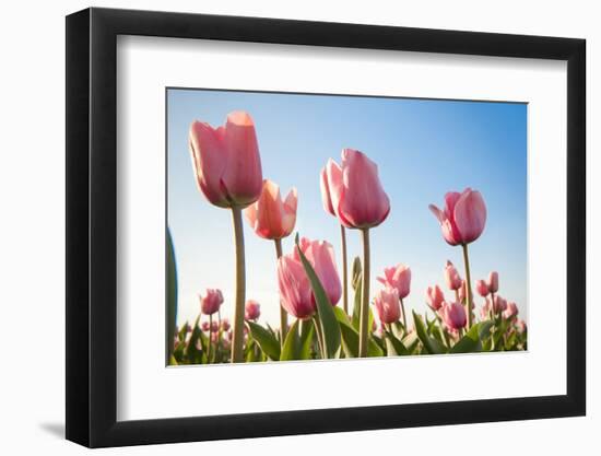 Pink Tulips, Skagit County, Washington-Greg Probst-Framed Photographic Print