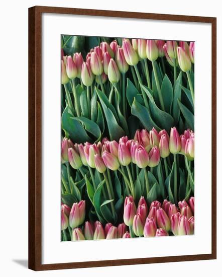 Pink Tulips, Skagit Valley, Washington, USA-Merrill Images-Framed Photographic Print