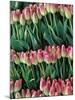 Pink Tulips, Skagit Valley, Washington, USA-Merrill Images-Mounted Photographic Print