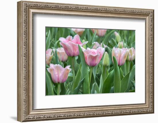 Pink tulips, USA-Jim Engelbrecht-Framed Photographic Print