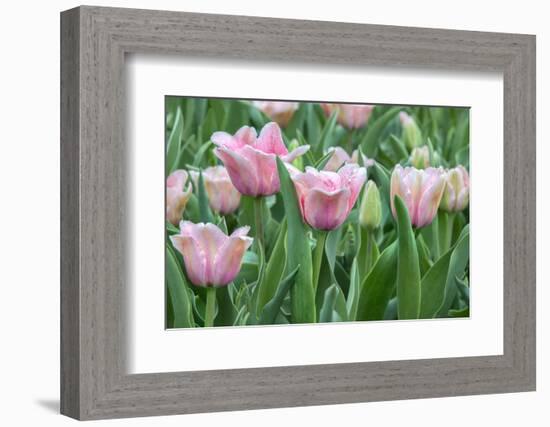 Pink tulips, USA-Jim Engelbrecht-Framed Photographic Print