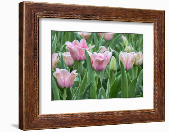 Pink tulips, USA-Jim Engelbrecht-Framed Photographic Print