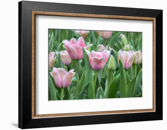 Pink tulips, USA-Jim Engelbrecht-Framed Photographic Print