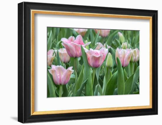 Pink tulips, USA-Jim Engelbrecht-Framed Photographic Print