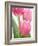 Pink Tulips-Jamie & Judy Wild-Framed Photographic Print