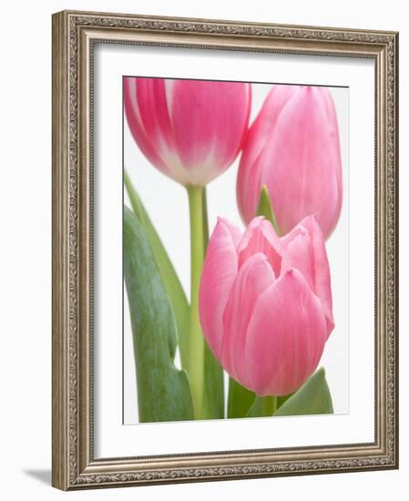 Pink Tulips-Jamie & Judy Wild-Framed Photographic Print