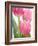 Pink Tulips-Jamie & Judy Wild-Framed Photographic Print