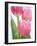 Pink Tulips-Jamie & Judy Wild-Framed Photographic Print