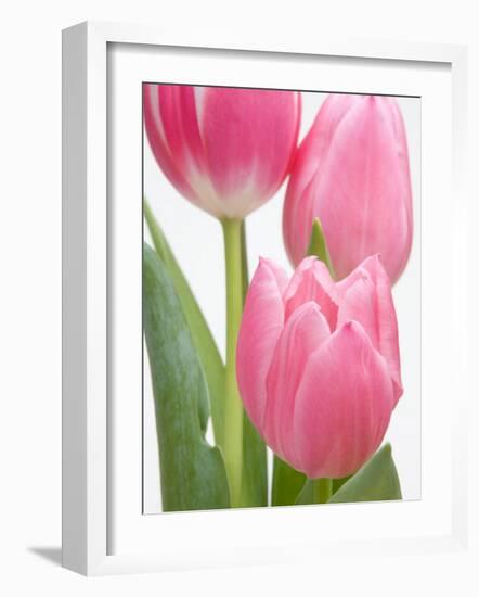 Pink Tulips-Jamie & Judy Wild-Framed Photographic Print