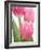 Pink Tulips-Jamie & Judy Wild-Framed Photographic Print