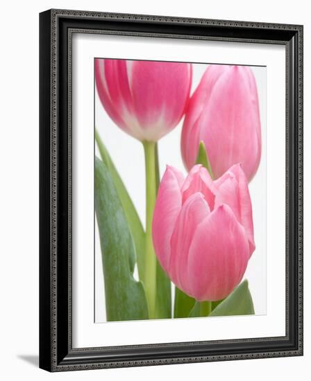 Pink Tulips-Jamie & Judy Wild-Framed Photographic Print