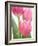 Pink Tulips-Jamie & Judy Wild-Framed Photographic Print