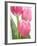 Pink Tulips-Jamie & Judy Wild-Framed Photographic Print