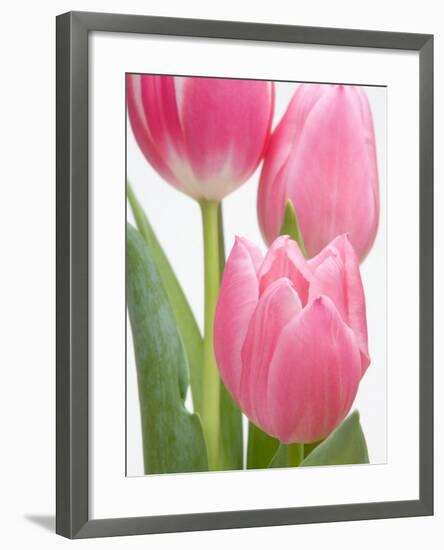 Pink Tulips-Jamie & Judy Wild-Framed Photographic Print