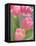 Pink Tulips-Jamie & Judy Wild-Framed Premier Image Canvas