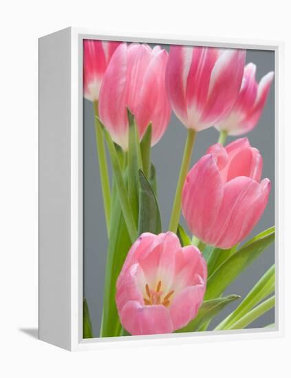 Pink Tulips-Jamie & Judy Wild-Framed Premier Image Canvas
