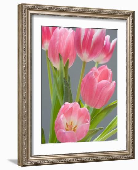 Pink Tulips-Jamie & Judy Wild-Framed Photographic Print