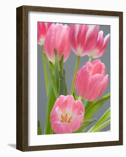 Pink Tulips-Jamie & Judy Wild-Framed Photographic Print