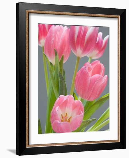 Pink Tulips-Jamie & Judy Wild-Framed Photographic Print