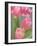 Pink Tulips-Jamie & Judy Wild-Framed Photographic Print