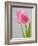 Pink Tulips-Jamie & Judy Wild-Framed Photographic Print