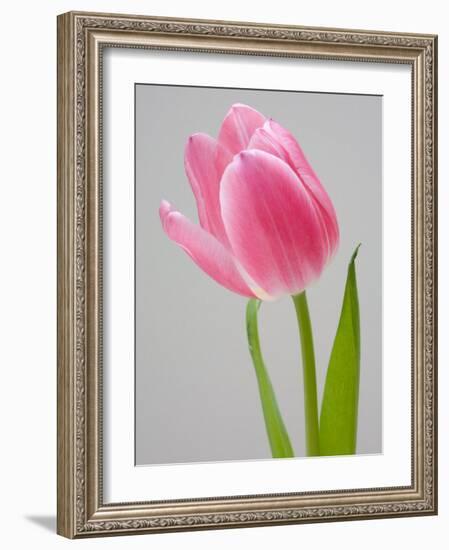 Pink Tulips-Jamie & Judy Wild-Framed Photographic Print