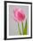 Pink Tulips-Jamie & Judy Wild-Framed Photographic Print