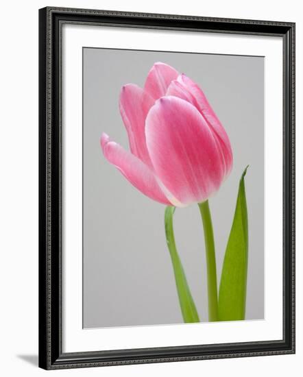 Pink Tulips-Jamie & Judy Wild-Framed Photographic Print