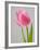 Pink Tulips-Jamie & Judy Wild-Framed Photographic Print