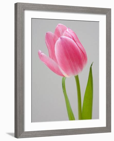 Pink Tulips-Jamie & Judy Wild-Framed Photographic Print