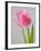 Pink Tulips-Jamie & Judy Wild-Framed Photographic Print