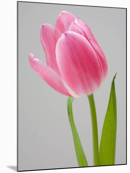 Pink Tulips-Jamie & Judy Wild-Mounted Photographic Print