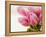 Pink tulips-Ada Summer-Framed Premier Image Canvas