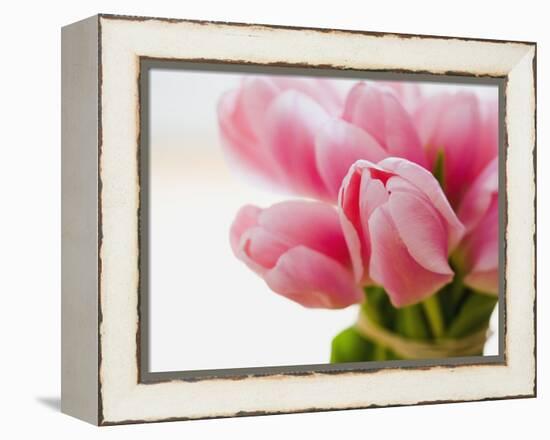 Pink tulips-Ada Summer-Framed Premier Image Canvas