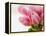 Pink tulips-Ada Summer-Framed Premier Image Canvas