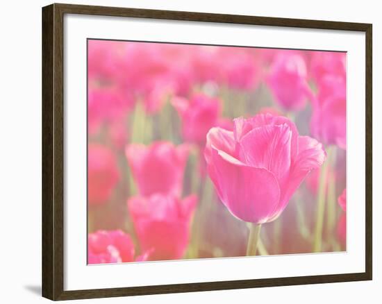 Pink Tulips-melking-Framed Premium Photographic Print