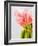 Pink tulips-Ada Summer-Framed Photographic Print