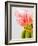 Pink tulips-Ada Summer-Framed Photographic Print