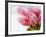 Pink tulips-Ada Summer-Framed Photographic Print